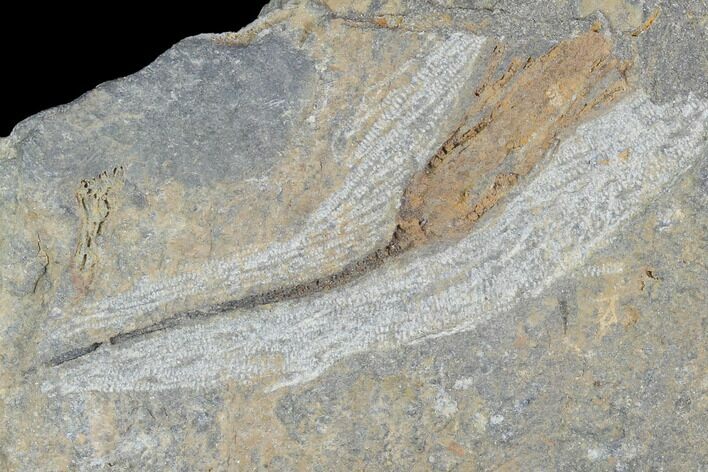 Ordovician Crinoid Fossil - Kaid Rami, Morocco #102839